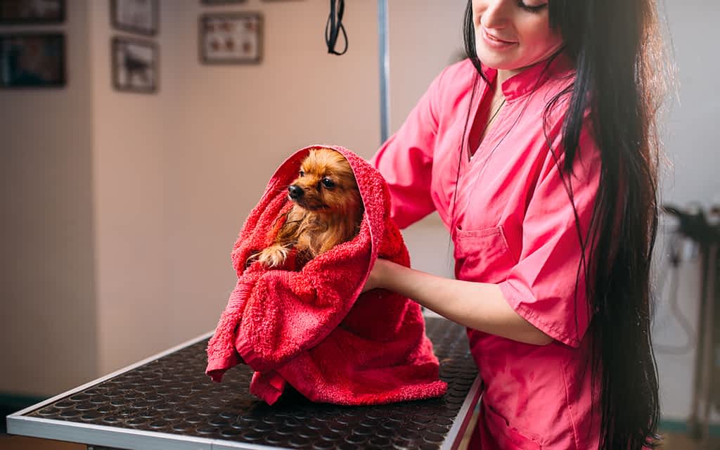 Pet Towels - Orahome